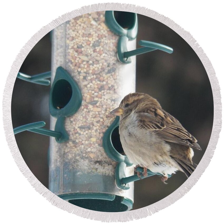 Bird Round Beach Towel featuring the photograph Sparrow and Seed by Corinne Elizabeth Cowherd