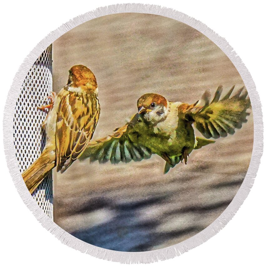 Sparrow Round Beach Towel featuring the photograph Sparrows Feeding by Chris White by C H Apperson