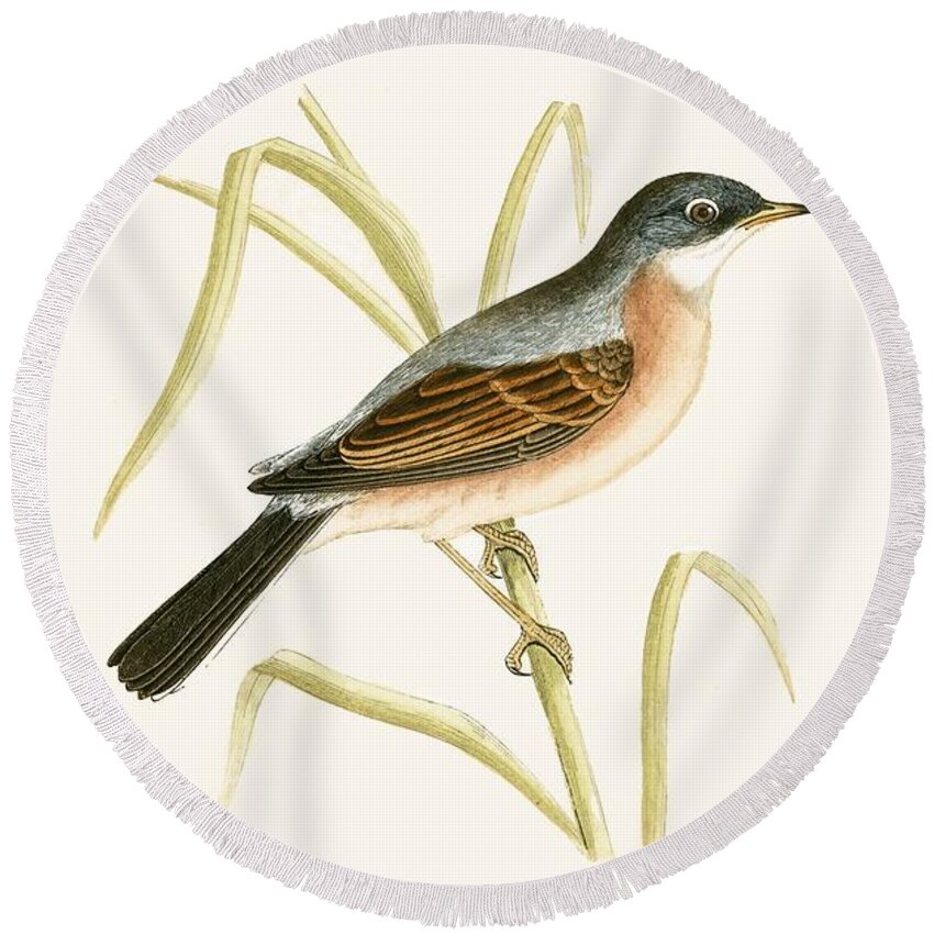 Warbler Round Beach Towel featuring the painting Spectacled Warbler by English School