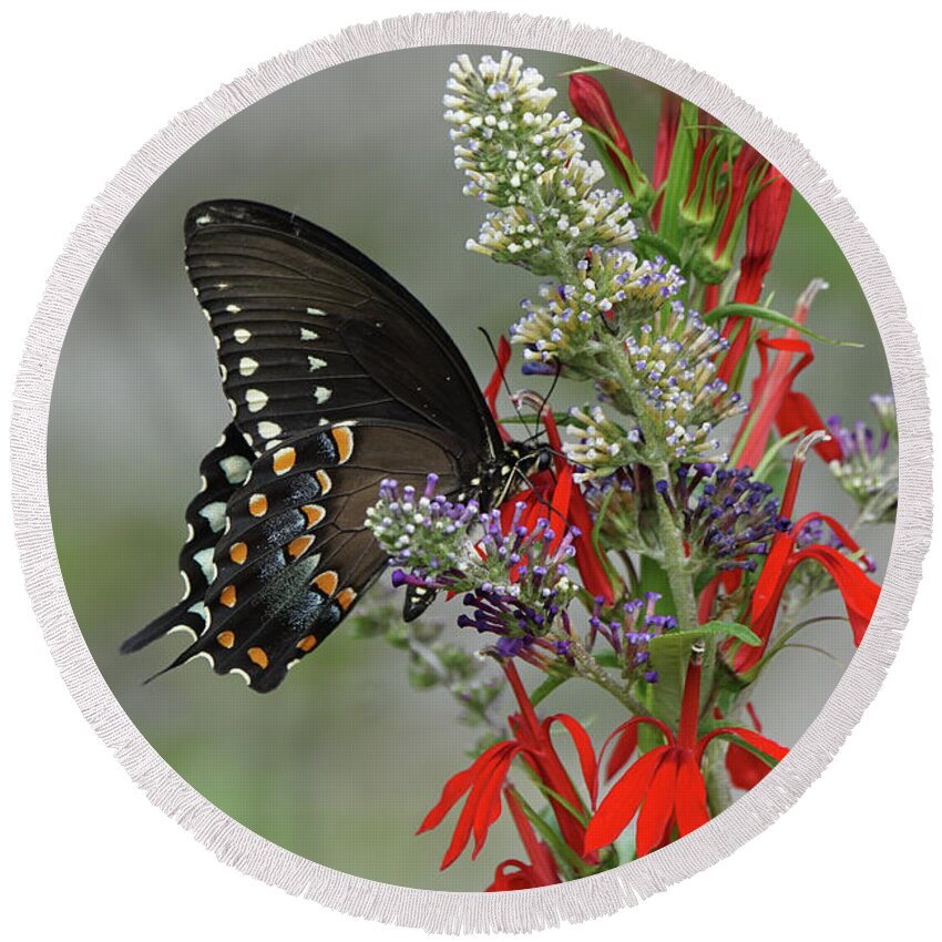 Spicebush Swallowtail Butterfly Round Beach Towel featuring the photograph Spicebush Swallowtail and Flowers by Robert E Alter Reflections of Infinity