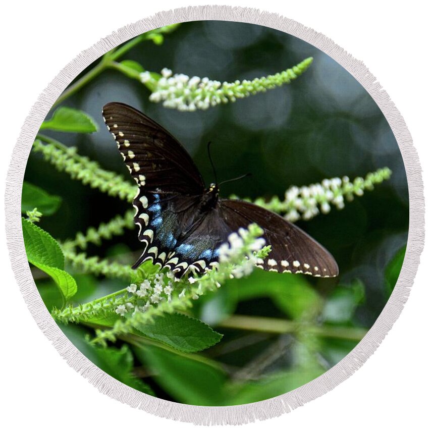 Butterfly Round Beach Towel featuring the photograph Spicebush Swallowtail Butterfly by Carol Bradley