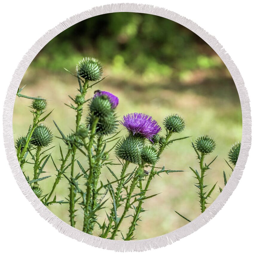 Bull Thistle Round Beach Towel featuring the photograph Spiny Bull Thistle Wildflowers by Kathy Clark