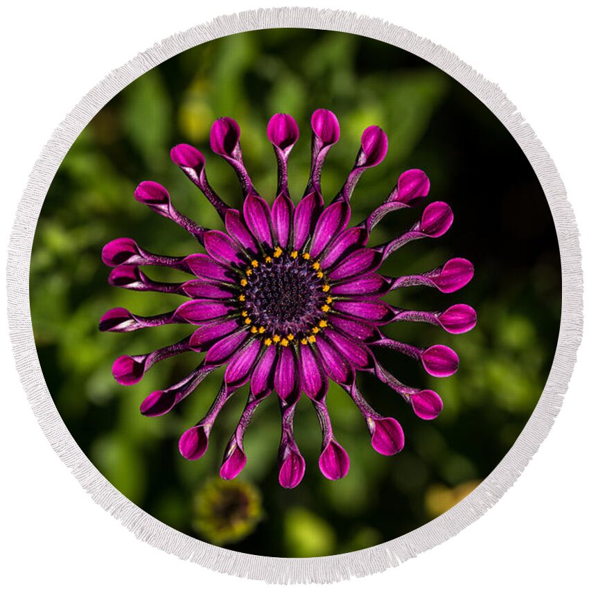 Astra-purple-spoon Round Beach Towel featuring the photograph Spoon Petal Osteospermum center by Shawn Jeffries