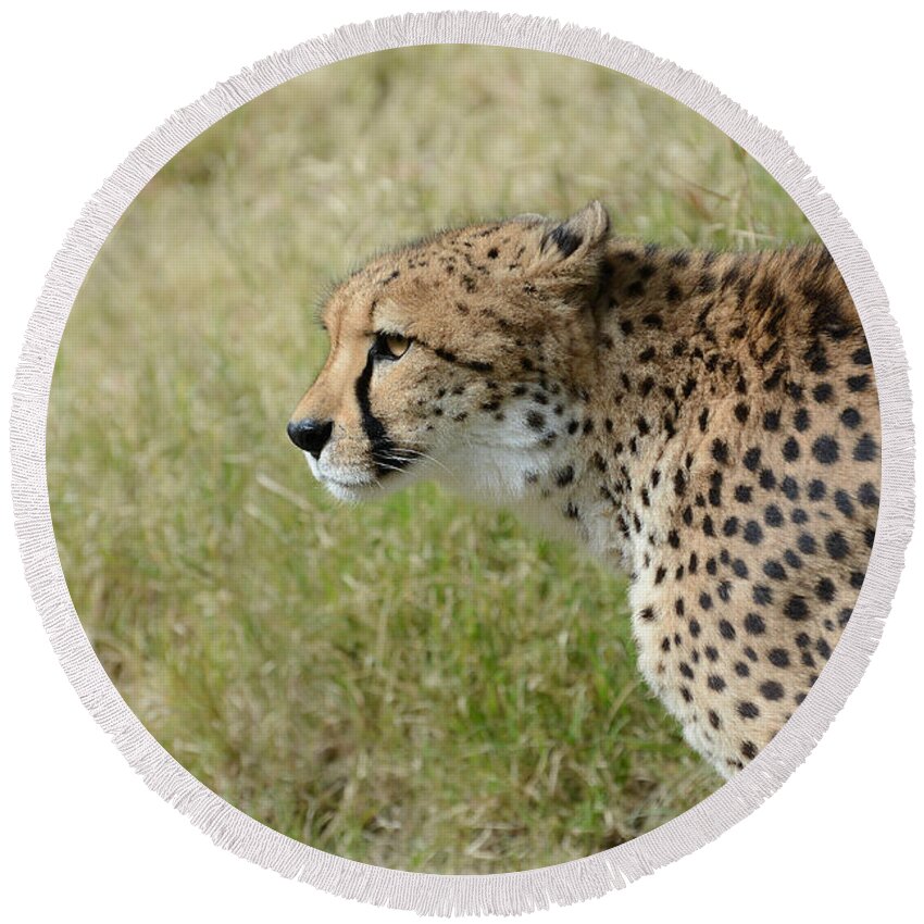 Cheetah Round Beach Towel featuring the photograph Spotted Beauty 3 by Fraida Gutovich