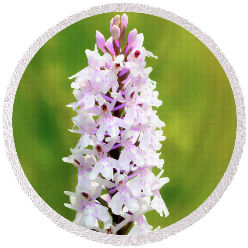 Fora Round Beach Towel featuring the photograph Spotted Orchid by Stephen Melia