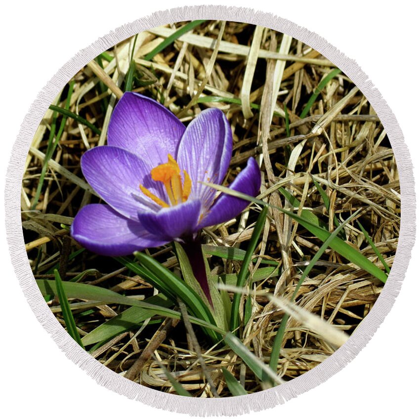 Crocus Round Beach Towel featuring the photograph Spring Crocus by Azthet Photography