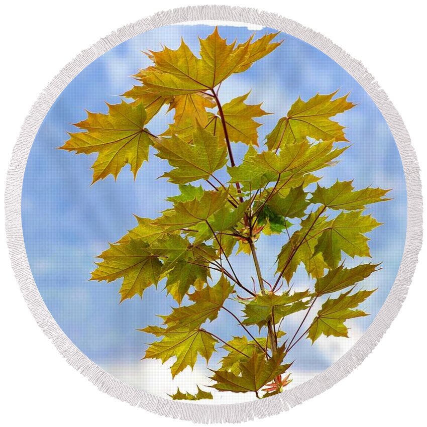 Spring Round Beach Towel featuring the photograph Spring Maple Leaves by Will Borden