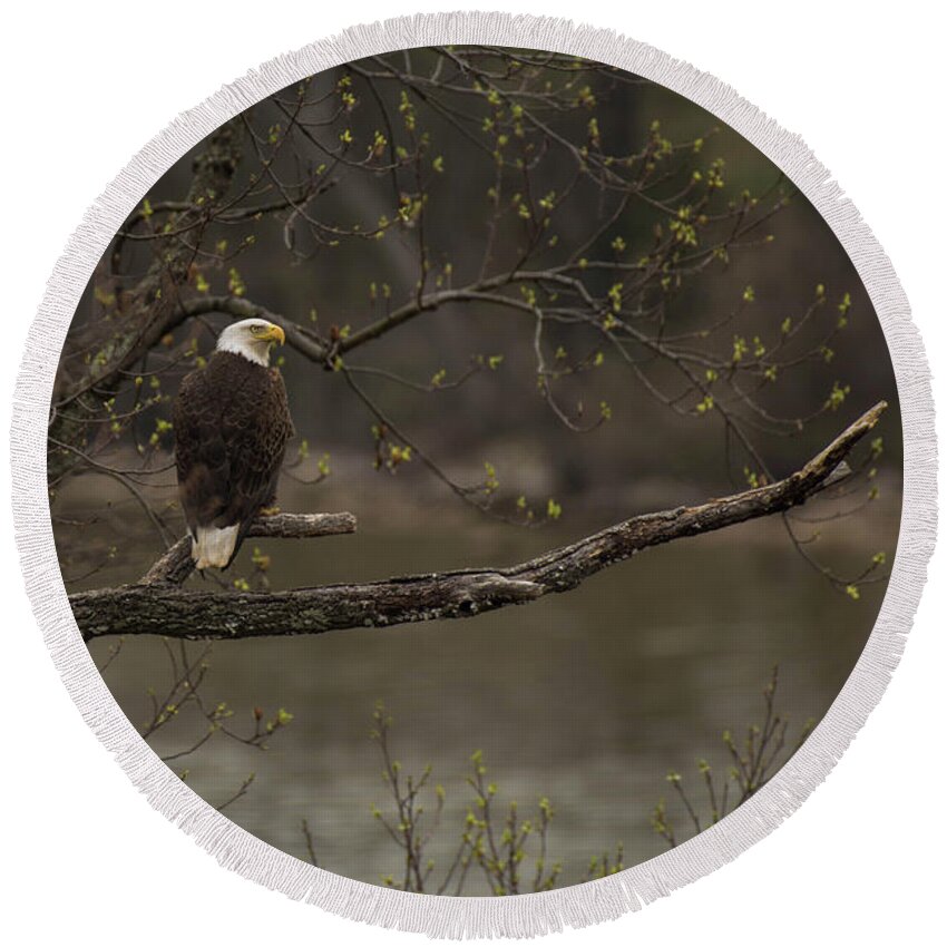 Bird Round Beach Towel featuring the photograph Spring on the Potomac by Jody Partin