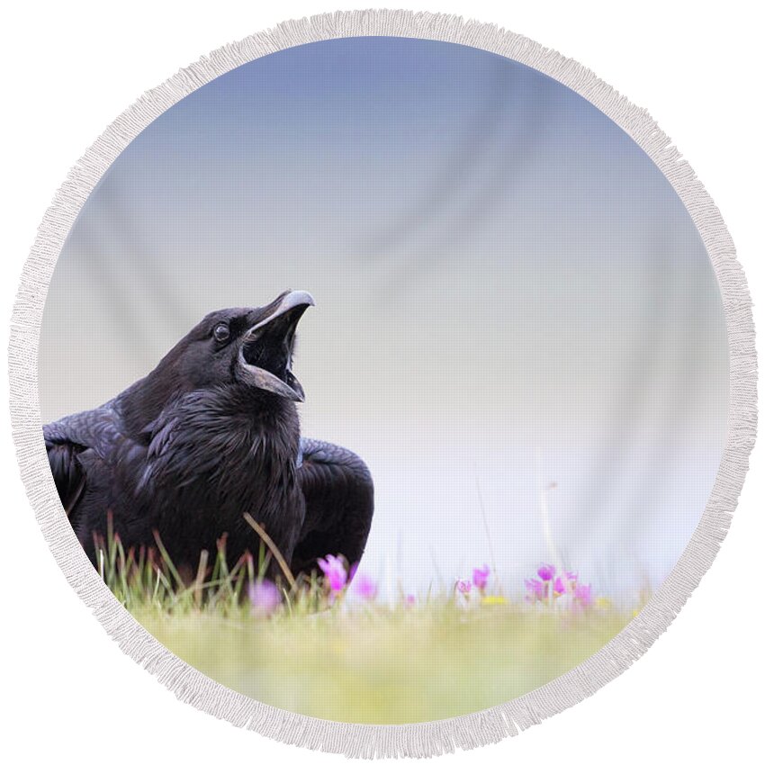 Common Raven Round Beach Towel featuring the photograph Spring Raven by Max Waugh