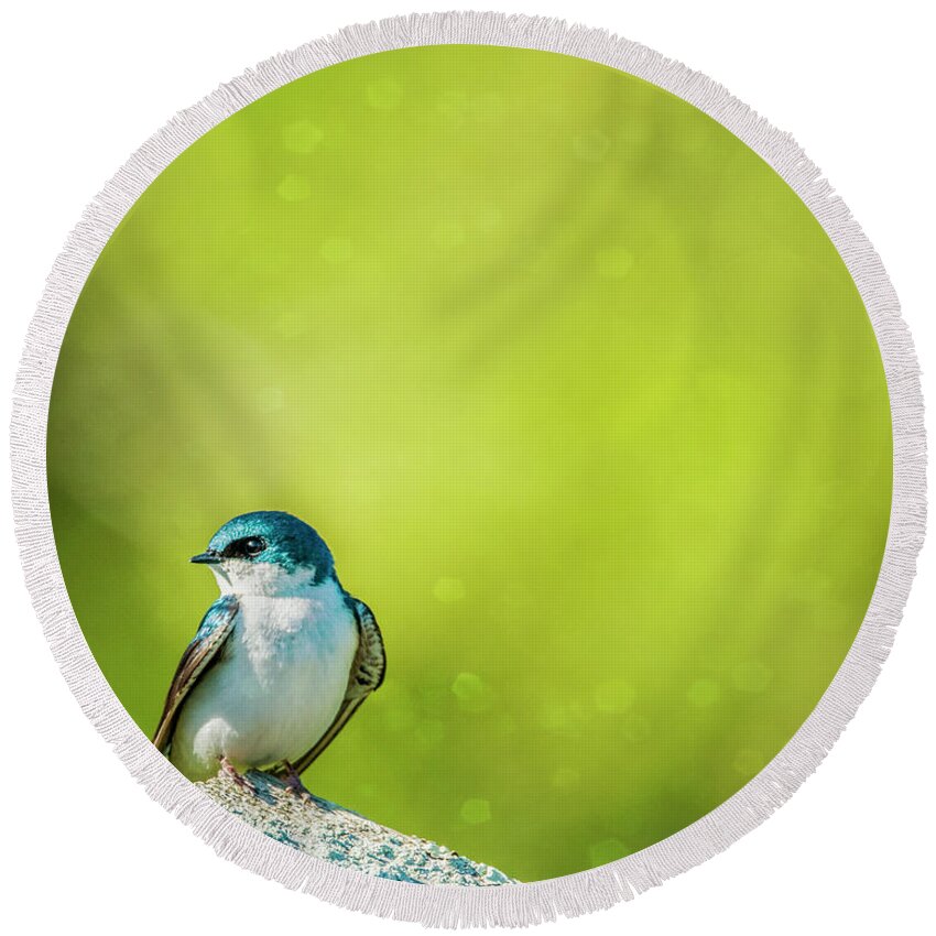 Tree Swallow Round Beach Towel featuring the photograph Spring Swallow by Cathy Kovarik