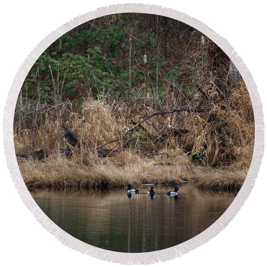 Ring-necked Ducks Round Beach Towel featuring the photograph Spring Team by I'ina Van Lawick