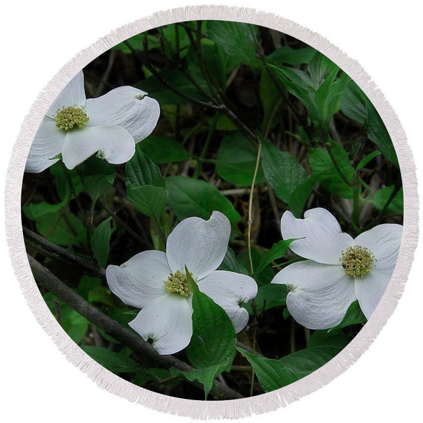 Dogwood Round Beach Towel featuring the photograph Spring Time Dogwood by Mike Eingle