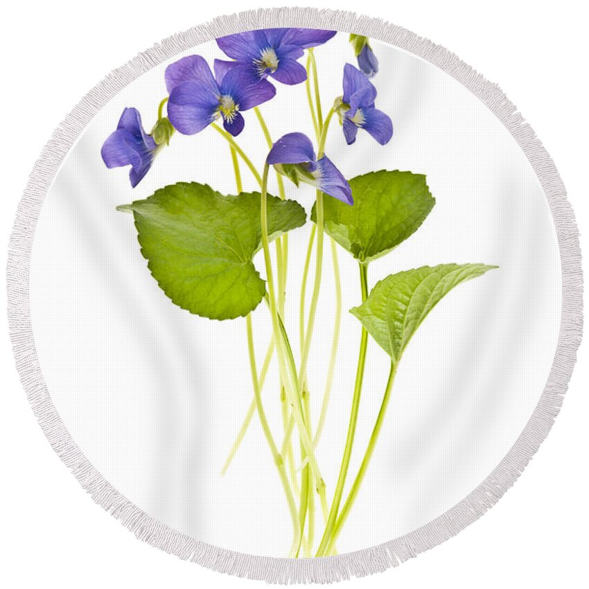 Violets Round Beach Towel featuring the photograph Spring violets on white by Elena Elisseeva