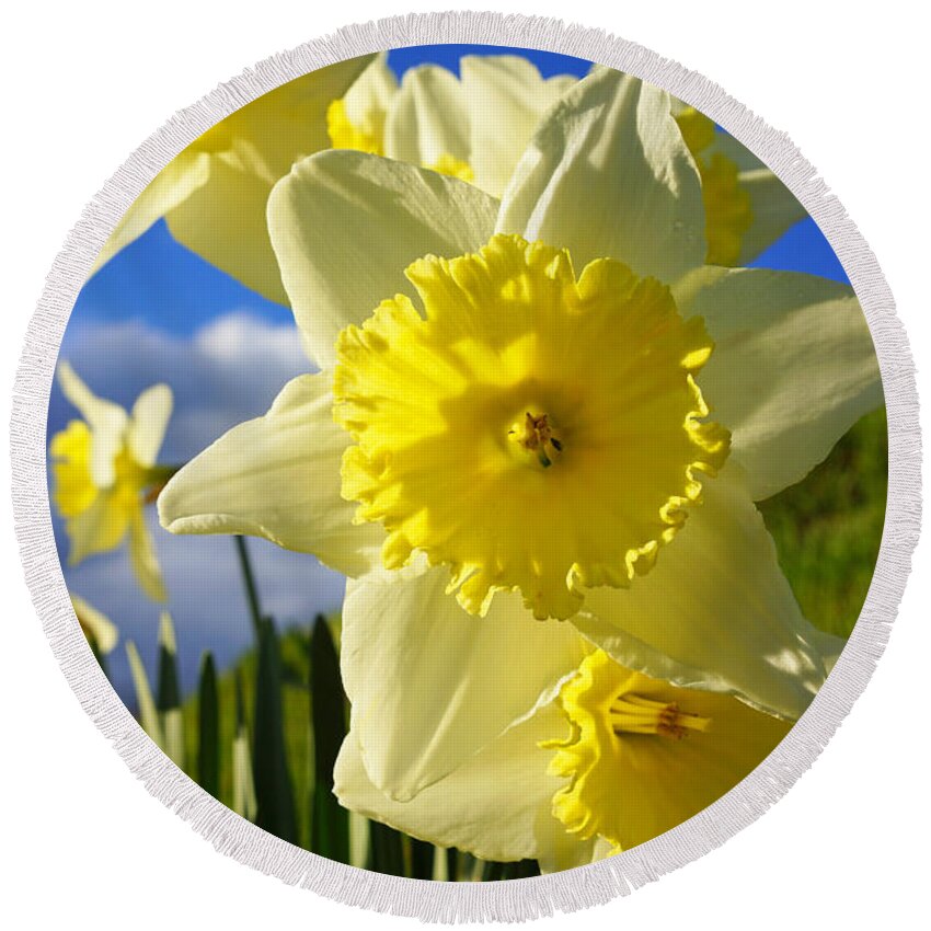 Blue Round Beach Towel featuring the photograph Springtime Bright Sunny Daffodils Art Prints by Patti Baslee
