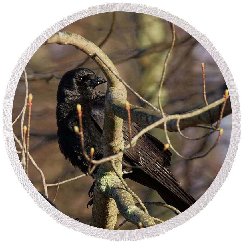 Square Round Beach Towel featuring the photograph Springtime Crow Square by Bill Wakeley