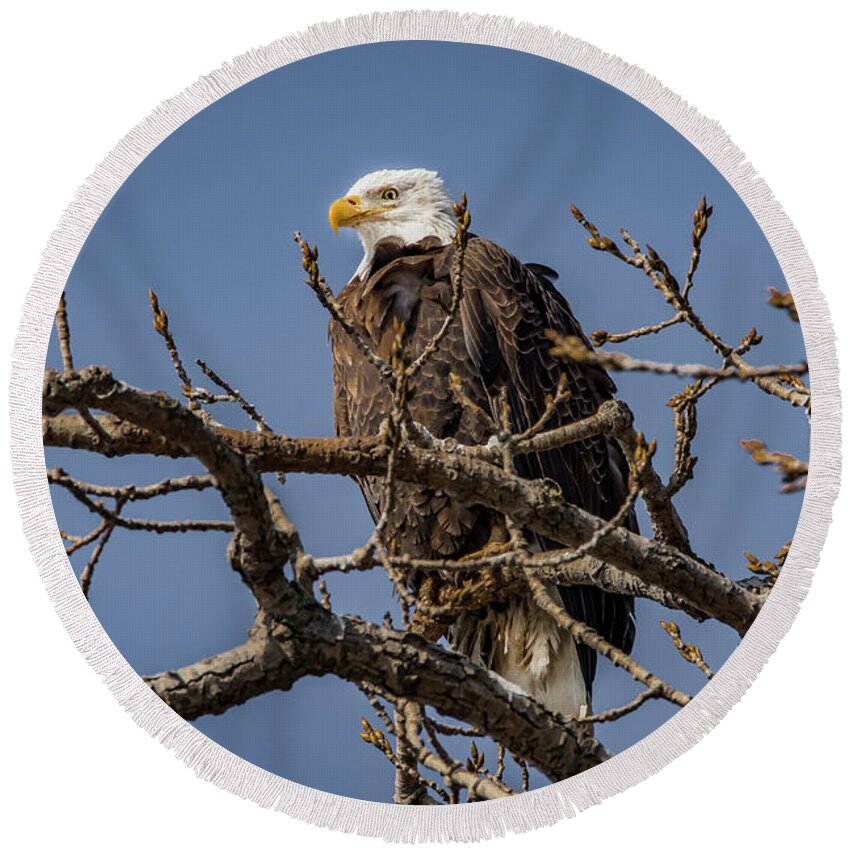American Bald Eagle Round Beach Towel featuring the photograph Springtime Eagle by Ray Congrove