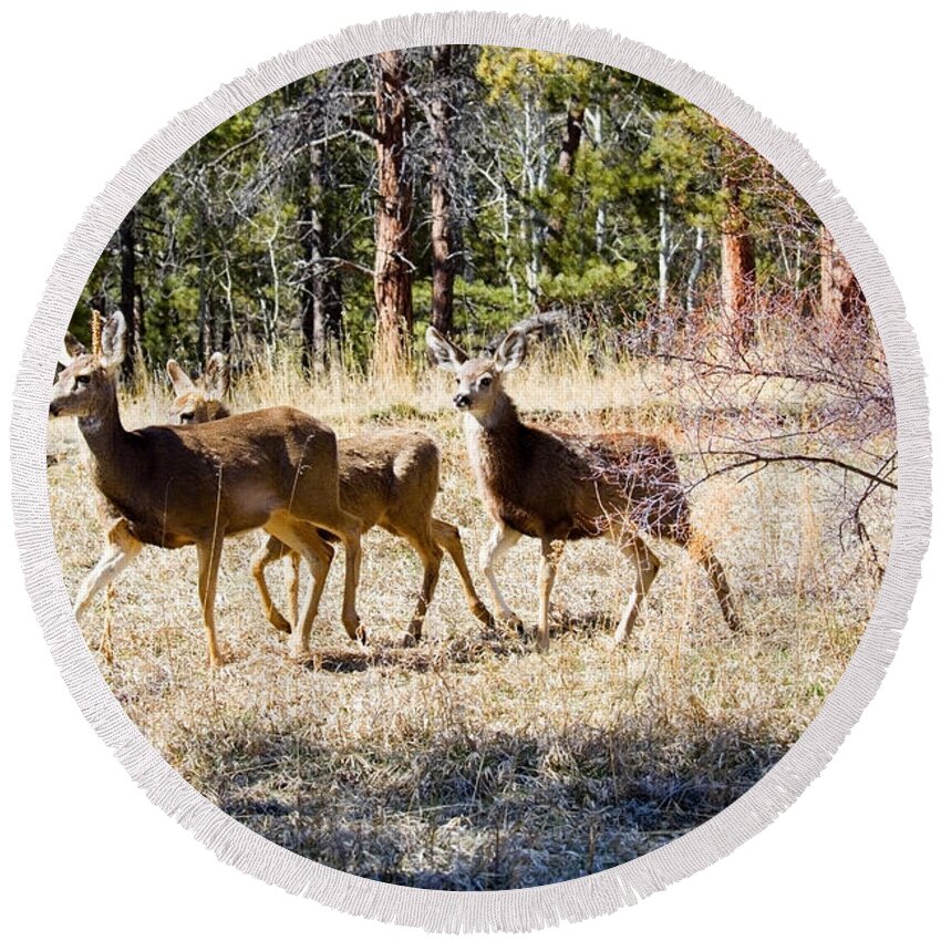 Deer Round Beach Towel featuring the photograph Springtime Mule Deer in the Pike National Forest by Steven Krull
