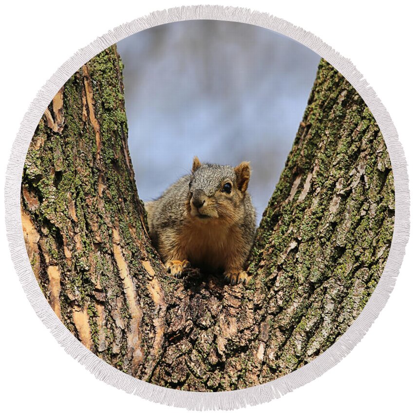  Theresa Campbell Round Beach Towel featuring the photograph Squirrel In Tree Fork by Theresa Campbell