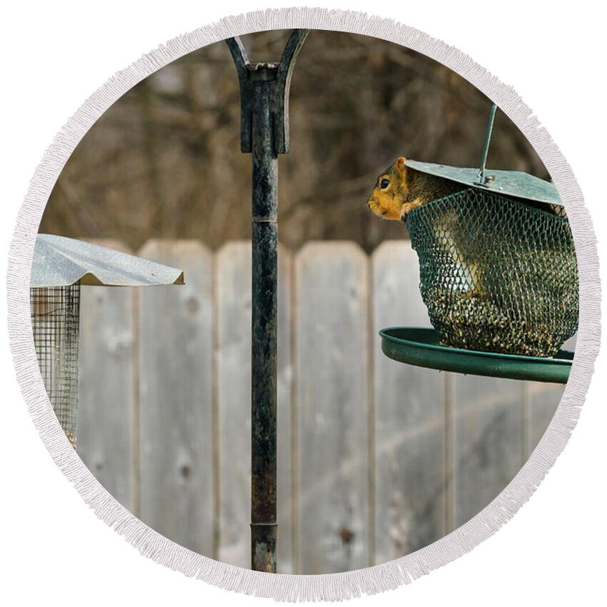 Heron Haven Round Beach Towel featuring the photograph Squirrel Pantry by Ed Peterson