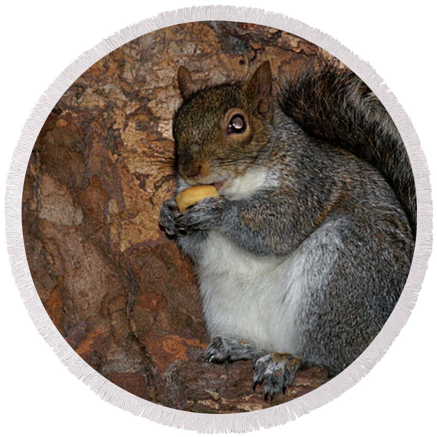 Squirrell Round Beach Towel featuring the photograph Squirrell by Pedro Cardona Llambias