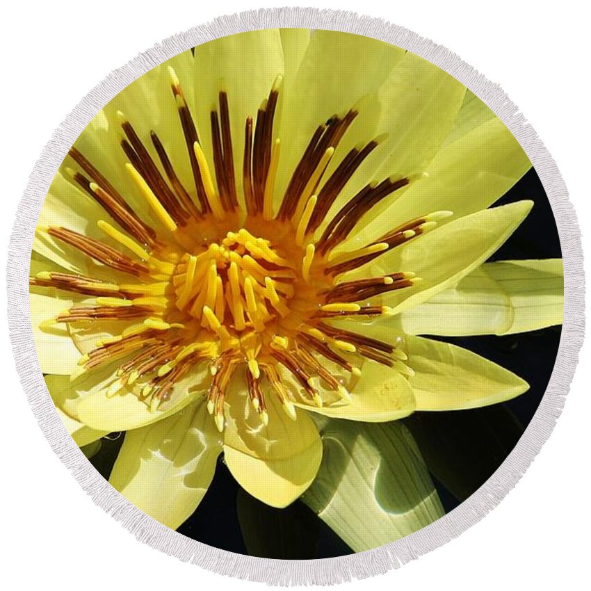 Nature Round Beach Towel featuring the photograph St. Louis Gold Waterlily by Bruce Bley