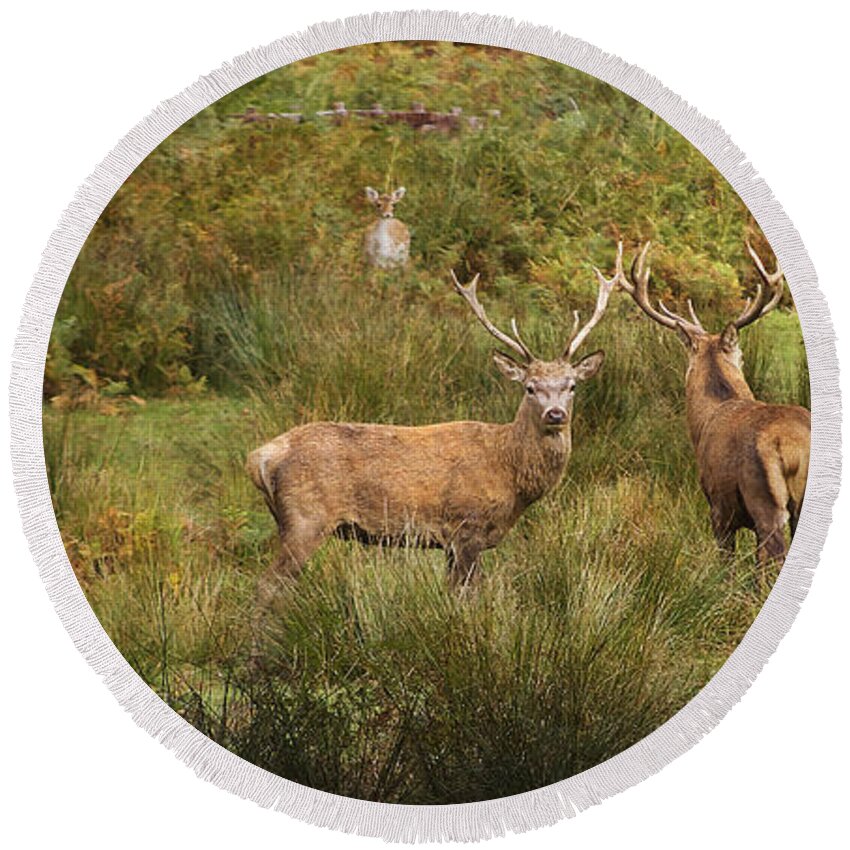 Stags Round Beach Towel featuring the photograph Stag Party The Boys by Linsey Williams