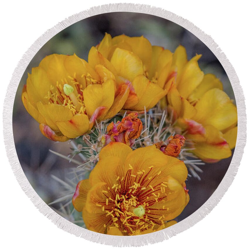Cactus Round Beach Towel featuring the photograph Staghorn Cholla Blossoms 5 by Teresa Wilson