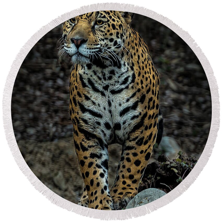 Jaguar Round Beach Towel featuring the photograph Stalking by Phil Abrams