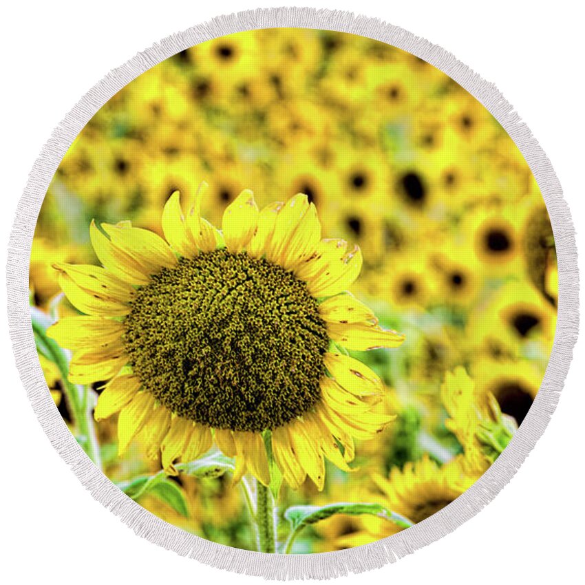 Sunflower Round Beach Towel featuring the photograph Stand out in a crowd by Joe Holley