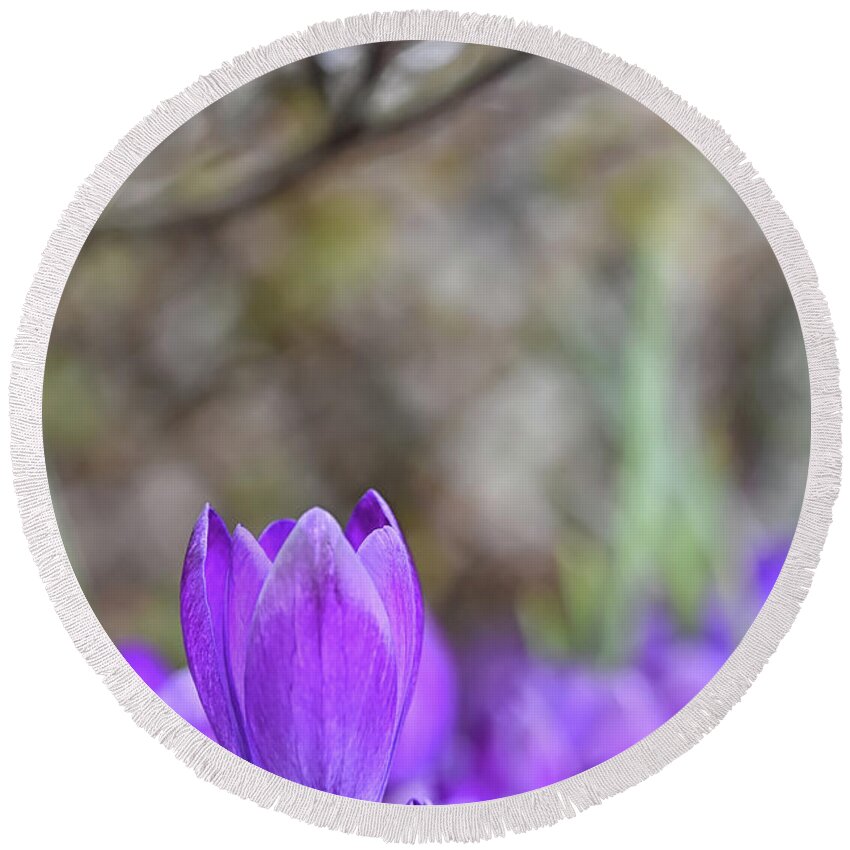 Crocus Round Beach Towel featuring the photograph Standing out from the Crowd by Kuni Photography