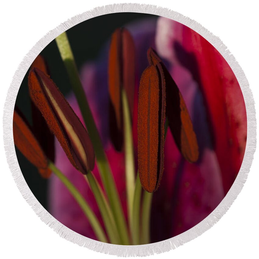 Anthers Round Beach Towel featuring the photograph Star Gazer Lily by Robert Potts