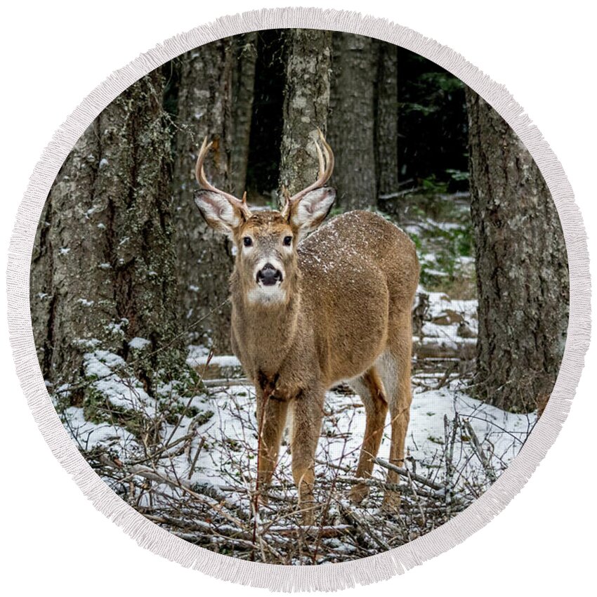 Wildlife Round Beach Towel featuring the photograph Staring Buck by Lester Plank