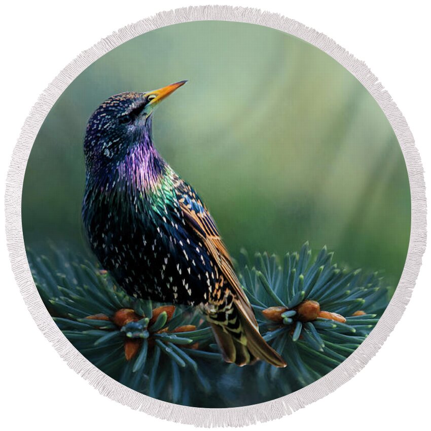 Bird Round Beach Towel featuring the photograph Starling by Cathy Kovarik