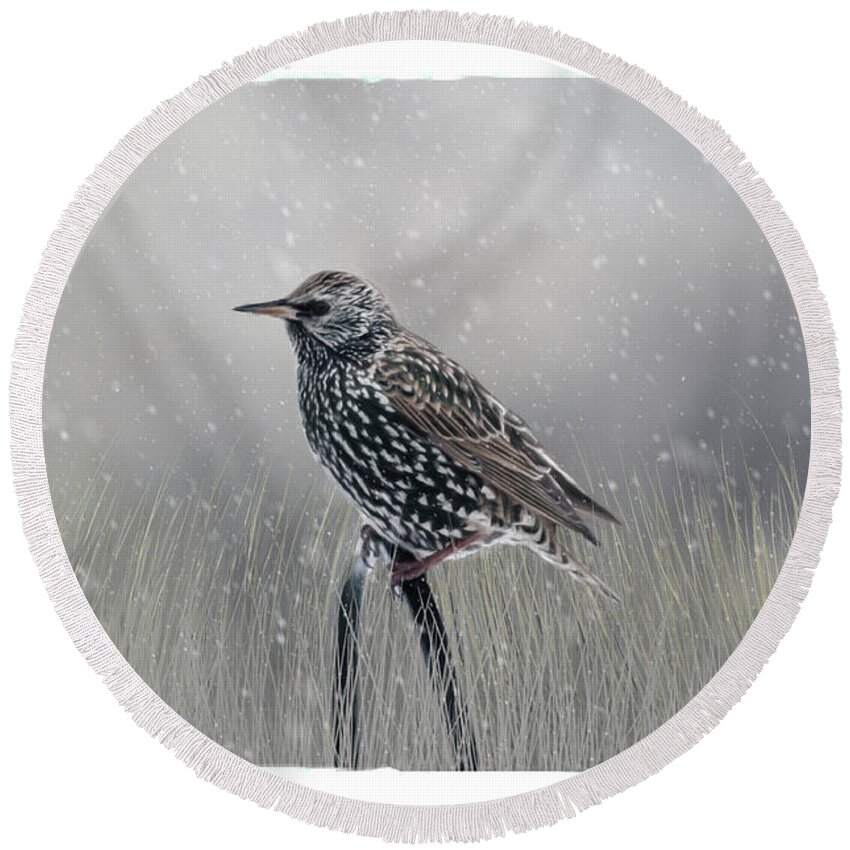 Avian Round Beach Towel featuring the photograph Starling In Winter by Cathy Kovarik