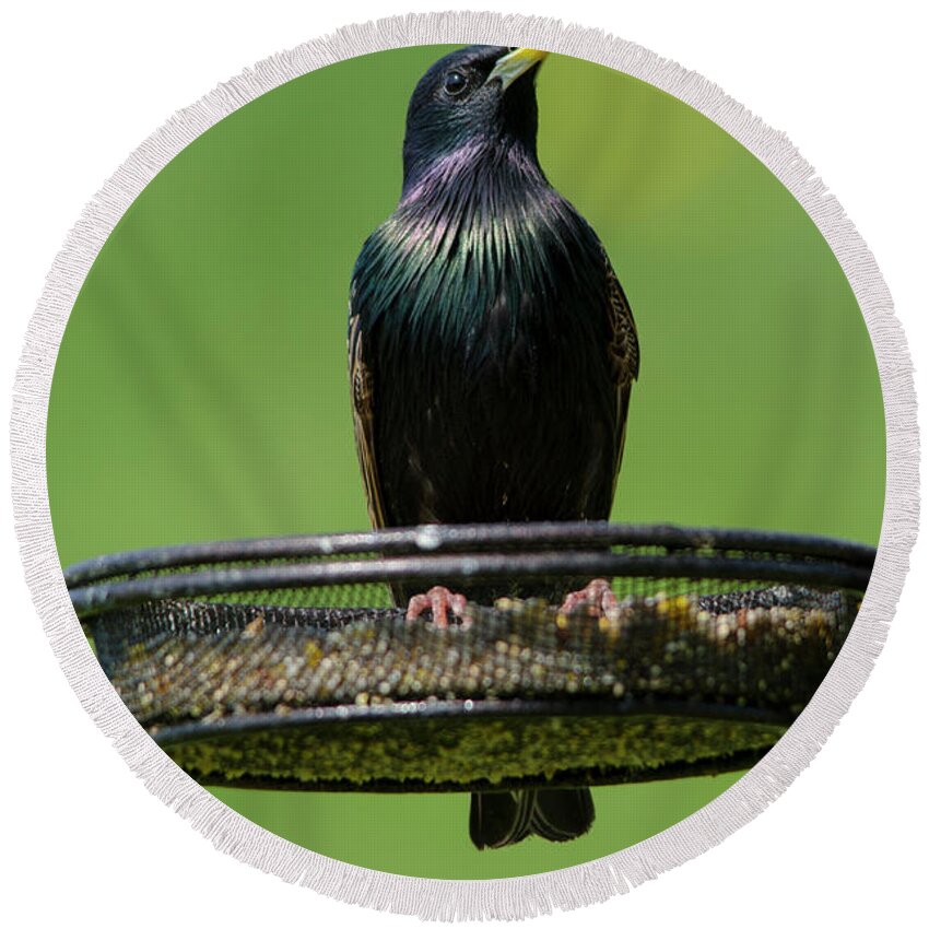 Starling Round Beach Towel featuring the photograph Starling on feeder 2 by Steev Stamford
