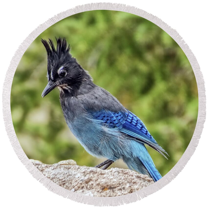 Steller's Jay Round Beach Towel featuring the photograph Steller's Jay on Granite by Stephen Johnson