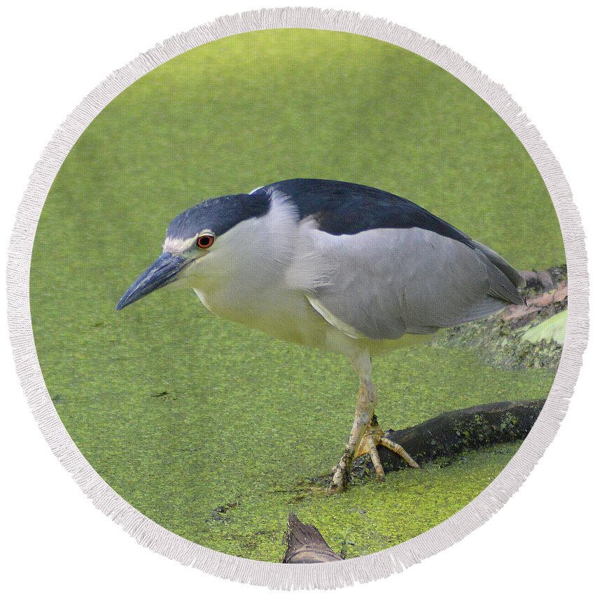 Black Crowned Night Heron Round Beach Towel featuring the photograph Step Lightly by Kathy Kelly