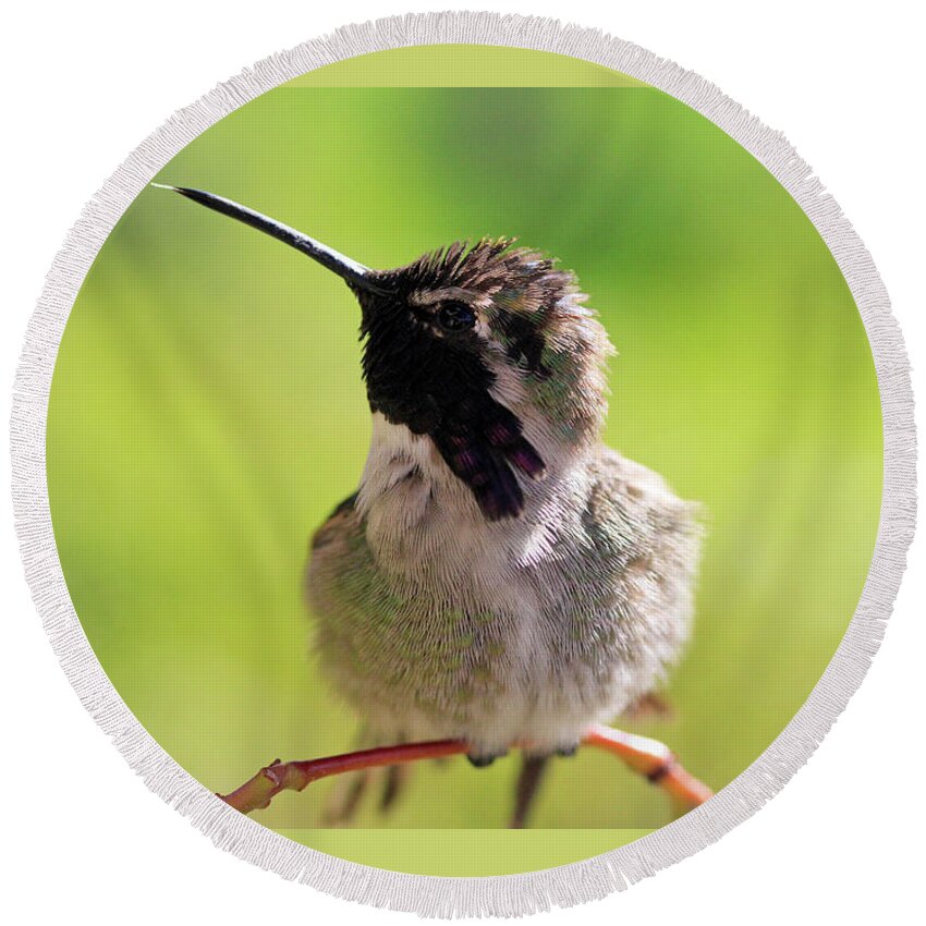 Costa's Hummingbird Round Beach Towel featuring the photograph Sticking Out His Tongue by Shoal Hollingsworth