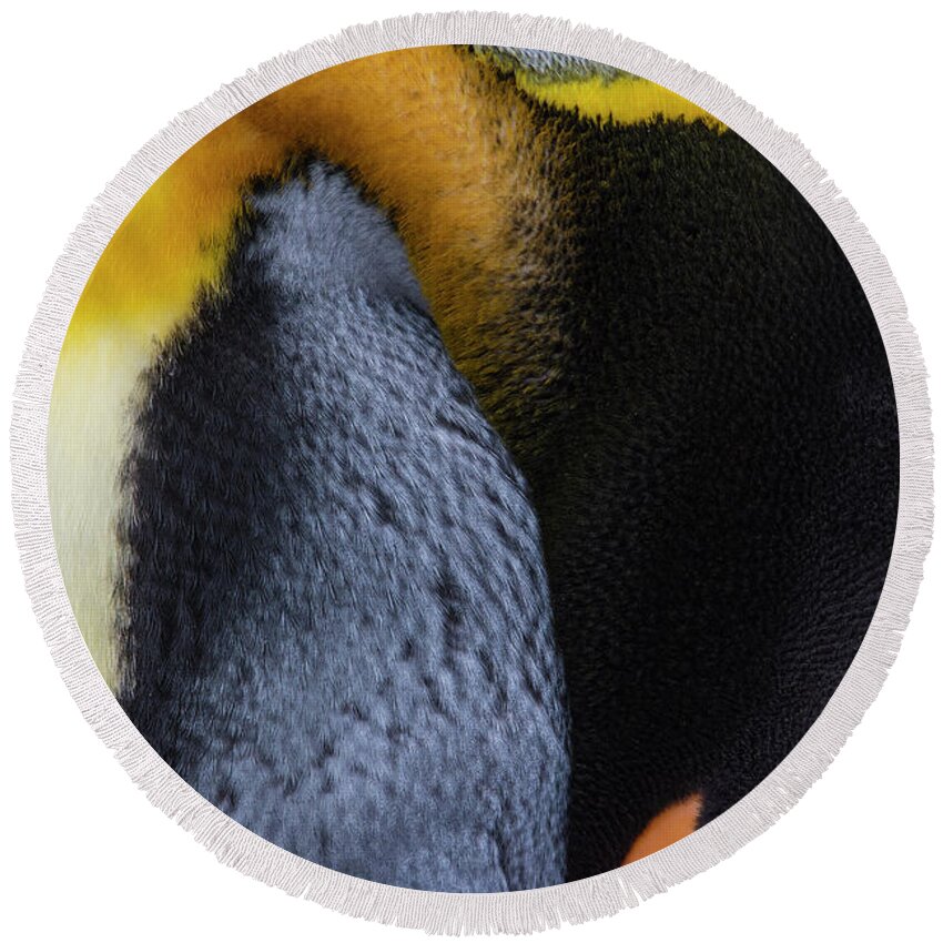 King Penguin Round Beach Towel featuring the photograph Still Daydreaming by Tony Beck