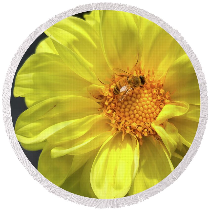 Yellow Round Beach Towel featuring the photograph Still Pollinating by The Flying Photographer
