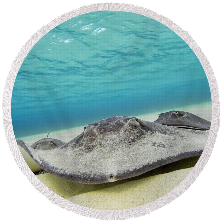 3scape Round Beach Towel featuring the photograph Stingrays Under Water by Adam Romanowicz