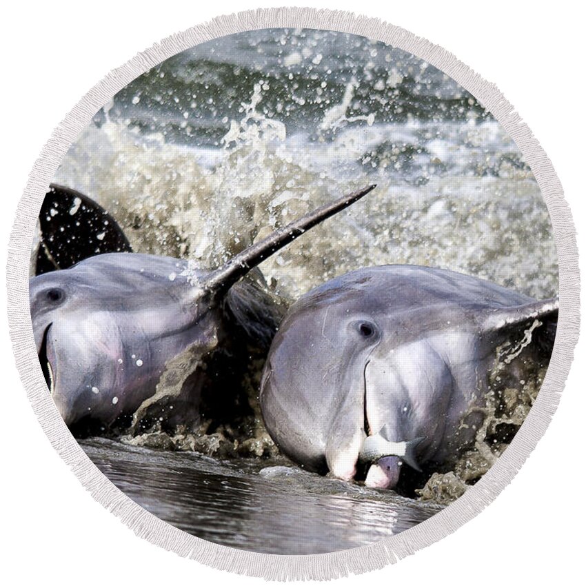 Dolphins Round Beach Towel featuring the photograph Strand Feeding by Jim Miller