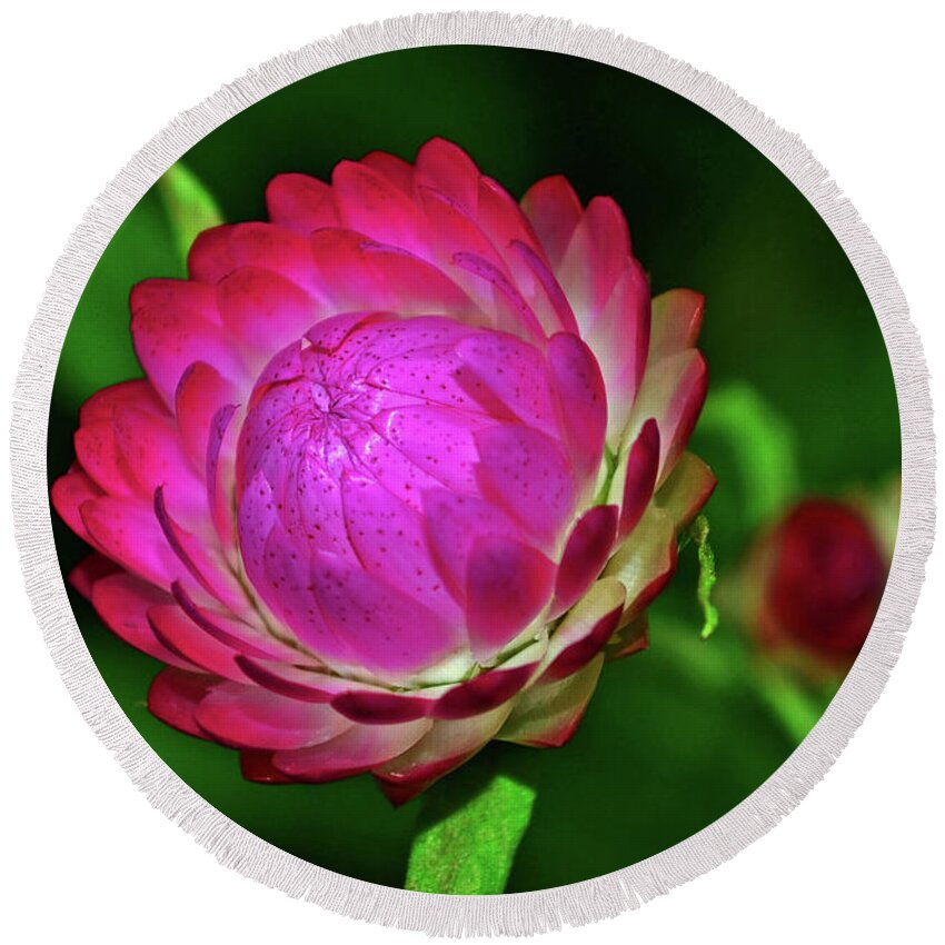 Purple Round Beach Towel featuring the photograph Strawflower 018 by George Bostian