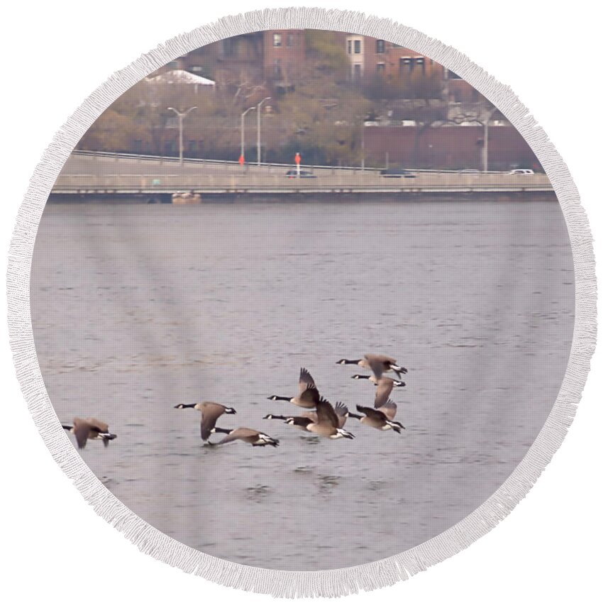 Canada Goose Round Beach Towel featuring the photograph Street Fowl by Newwwman