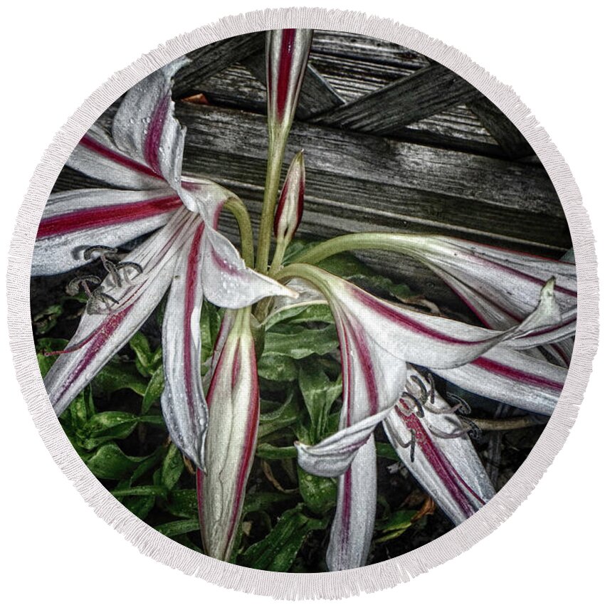 Lilies Round Beach Towel featuring the photograph Striped Lilies by Judy Hall-Folde