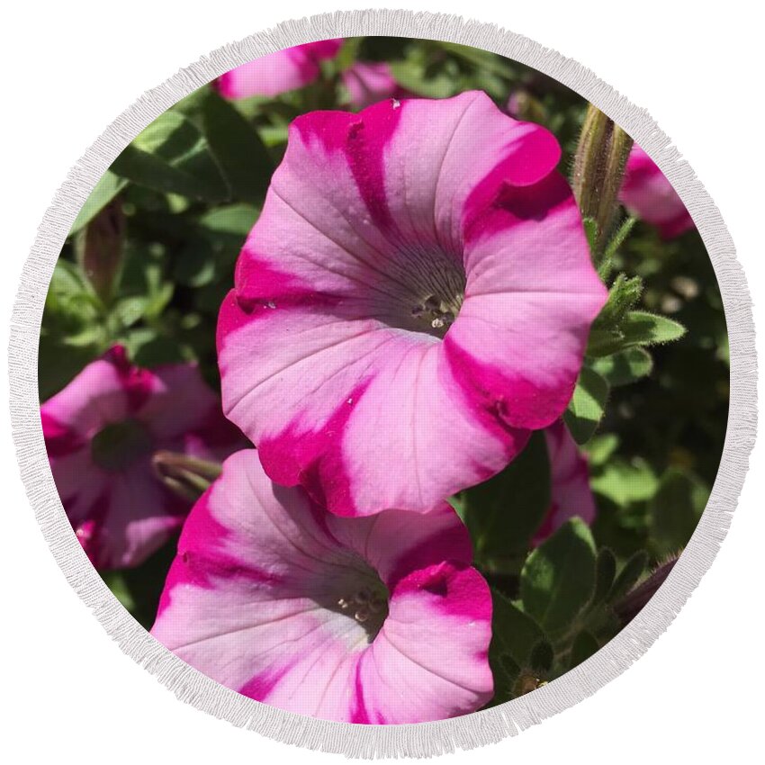 Petunia Round Beach Towel featuring the photograph Pink Striped Petunia by CAC Graphics
