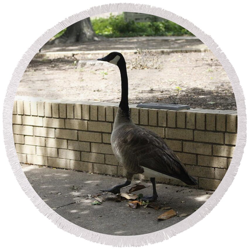 Geese Round Beach Towel featuring the photograph Strolling by Raquel Gregory