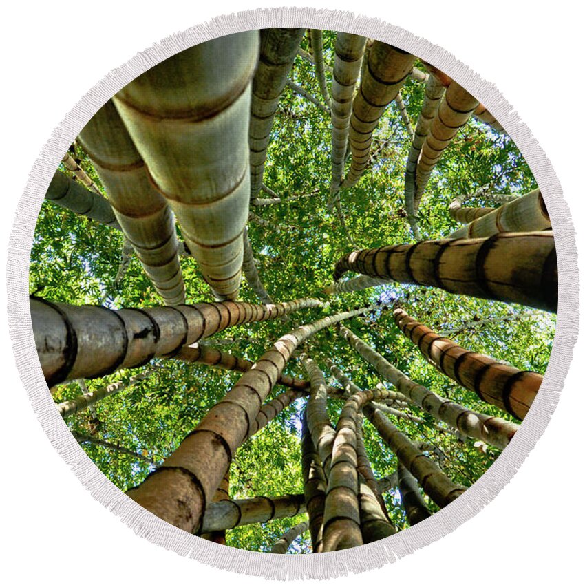 Brasil Round Beach Towel featuring the photograph Stunning Bamboo Forest - Color by Carlos Alkmin