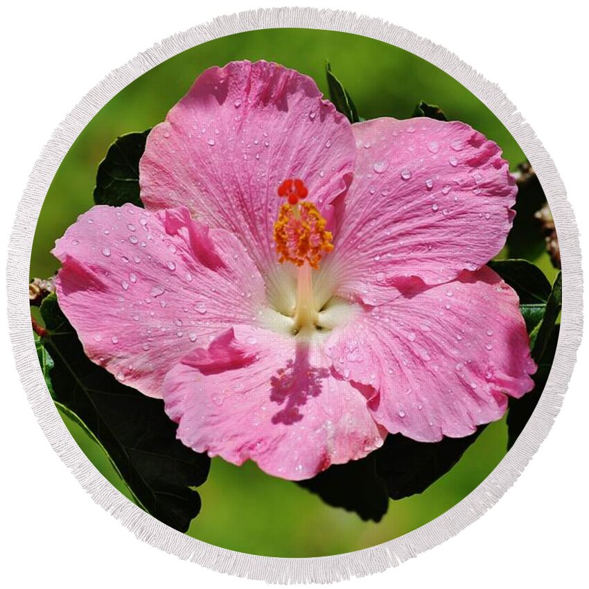Hibiscus Round Beach Towel featuring the photograph Stunning by Craig Wood