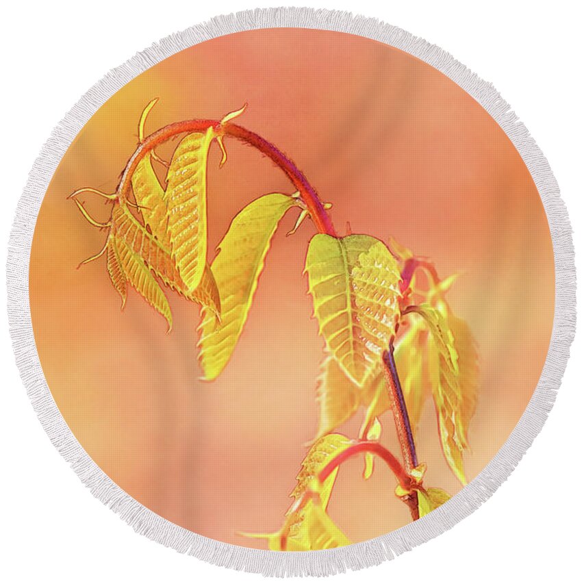 Baby Chestnut Leaves Round Beach Towel featuring the photograph Stylized Baby Chestnut Leaves by Anita Pollak